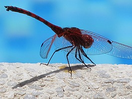 蜻蜓,昆蟲,關(guān)閉