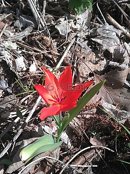 郁金香,紅色,森林