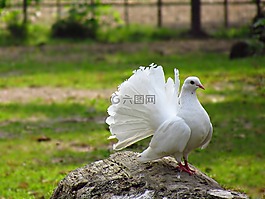 鴿子,比爾,鳥