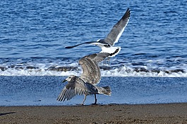 動物,海,海灘