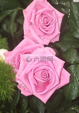玫瑰,鮮花,性質(zhì)