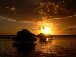 日落,樹,海