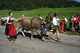 牛,花環(huán)牛肉,阿爾高