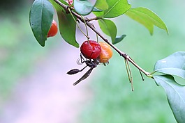 大黃蜂,昆蟲,水果