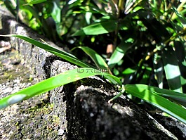 草,葉子,自然