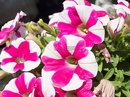 花,盛開(kāi),花瓣