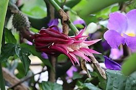 鮮花,罕見的,花園