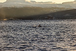 鯨魚,海,水