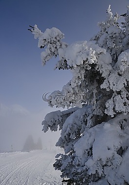 滑雪,阿爾卑斯山,雪