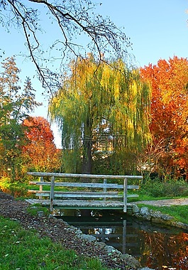 橋,公園,自然