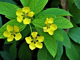 鮮花,黃色,綠色