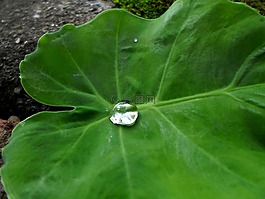 水,滴,葉子