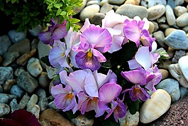 性質(zhì),春天,春天的花朵