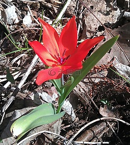 郁金香,紅色,森林