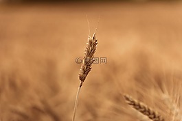麥田,特寫,植物