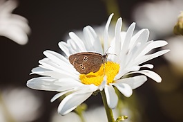 蝴蝶,烟囱扫描,aphantopus hyperantus