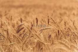 麥田,特寫,植物