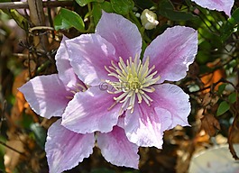 茉莉花,粉紅色白色的花,花瓣