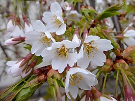 春天,花卉,花瓣