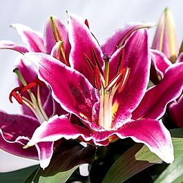 百合,花,關(guān)閉