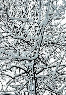 冰,雪,冬天