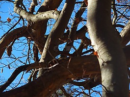 春天,藍(lán)藍(lán)的天空,樹(shù)