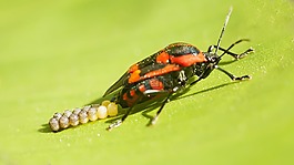bug,昆蟲,紅色的bug