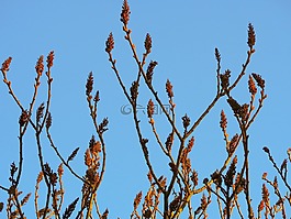 植物,樹,花