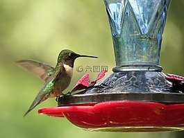 鳥,蜂鳥,多彩