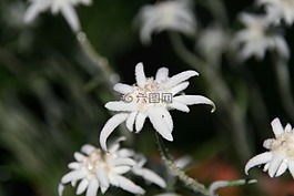 雪絨花,蓬松,白