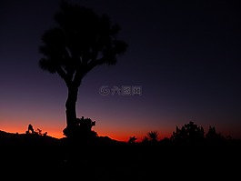 美國,yoshuatree,夜