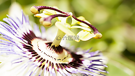花,宏,性質(zhì)
