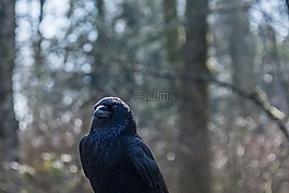 烏鴉,關(guān)閉了,自然