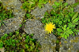 蒲公英,鑲嵌寶石,石頭