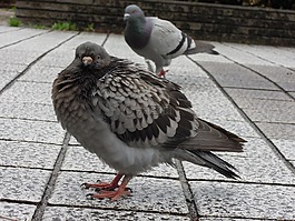 鴿子,鳥,羊群