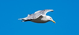 鳥(niǎo),飛行,海洋
