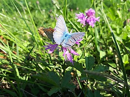 蝴蝶,鮮花,動物