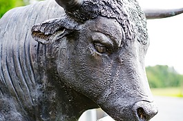雕像,公牛,動物