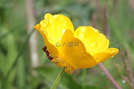 尖毛茛,毛茛屬防治大,毛茛
