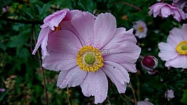 粉紅色的花,粉色,花卉