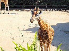 長頸鹿,塔朗加,動物園