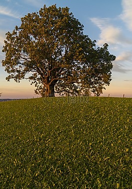 樹(shù),日落,abendstimmung