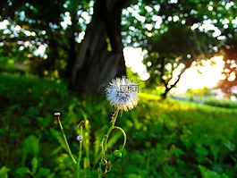 蒲公英,日落,草