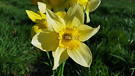 水仙,喇叭花,水仙花