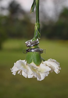 婚禮,花,白