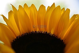 向日葵,花瓣,向日葵花瓣