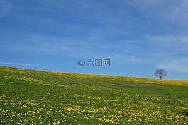 春天,夏季,草地