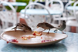 鳥,板,餐廳