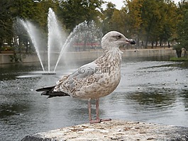 海鷗,鳥,鷗