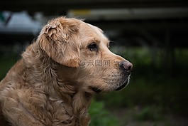 狗,金毛獵犬,寵物